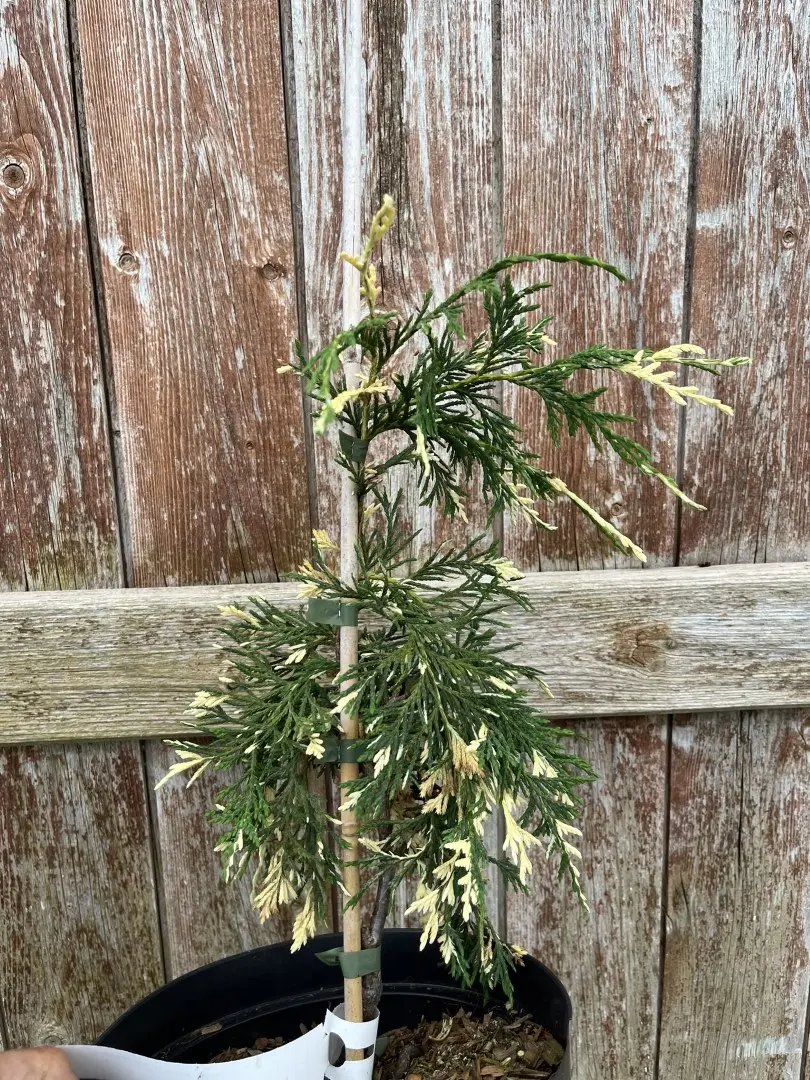 Xanthocyparis nootkatensis - Nootka cypress 'Gloria Polonica' 20/40cm (3L)