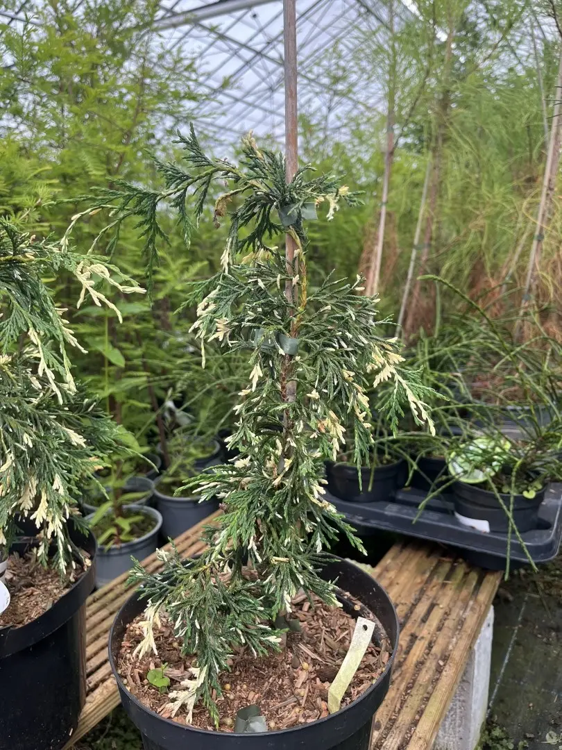 Xanthocyparis nootkatensis - Nootka cypress 'Gloria Polonica' 20/40cm (3L)