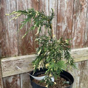 Xanthocyparis nootkatensis - Nootka cypress 'Gloria Polonica' 20/40cm (3L)