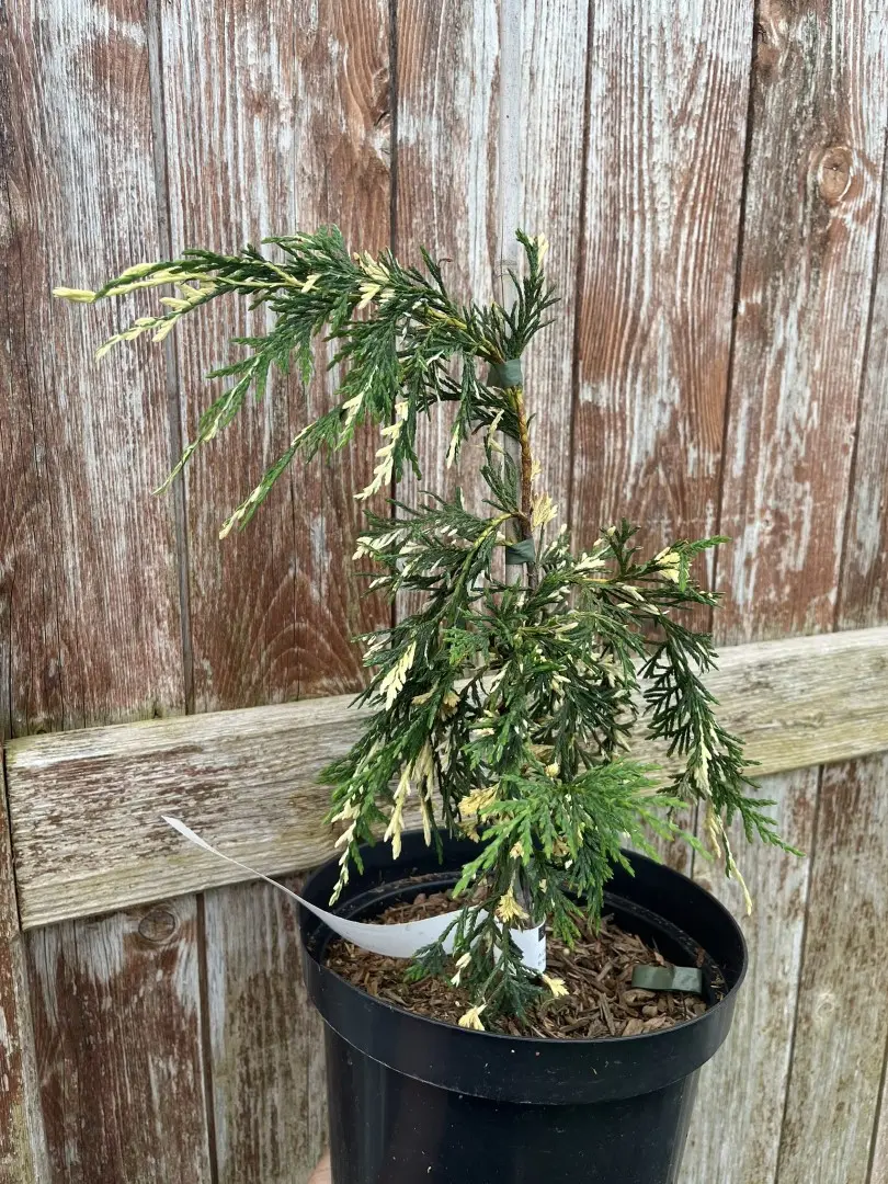 Xanthocyparis nootkatensis - Nootka cypress 'Gloria Polonica' 20/40cm (3L)
