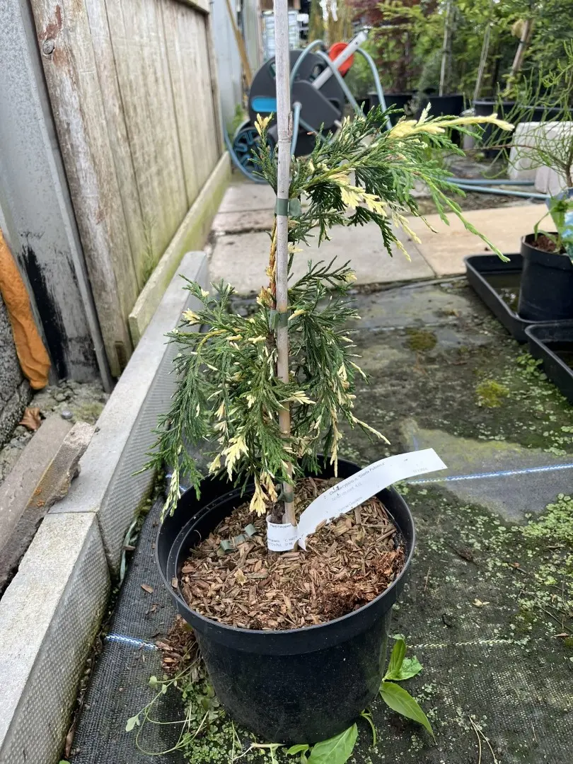 Xanthocyparis nootkatensis - Nootka cypress 'Gloria Polonica' 20/40cm (3L)