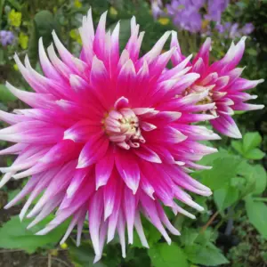 Dahlia AC Dark Horse Tubers
