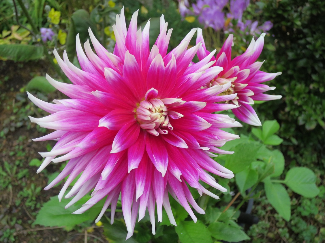 Dahlia AC Dark Horse Tubers