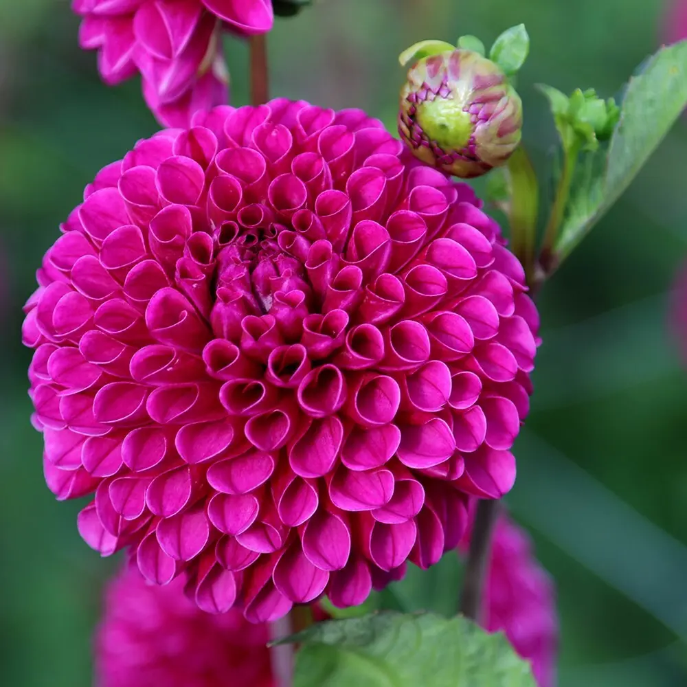 Dahlia Addison June