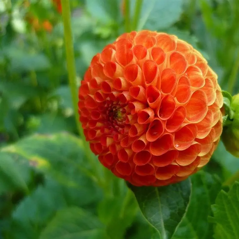 Dahlia Bantling Tubers