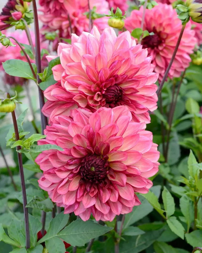 Dahlia Barcardi Tubers
