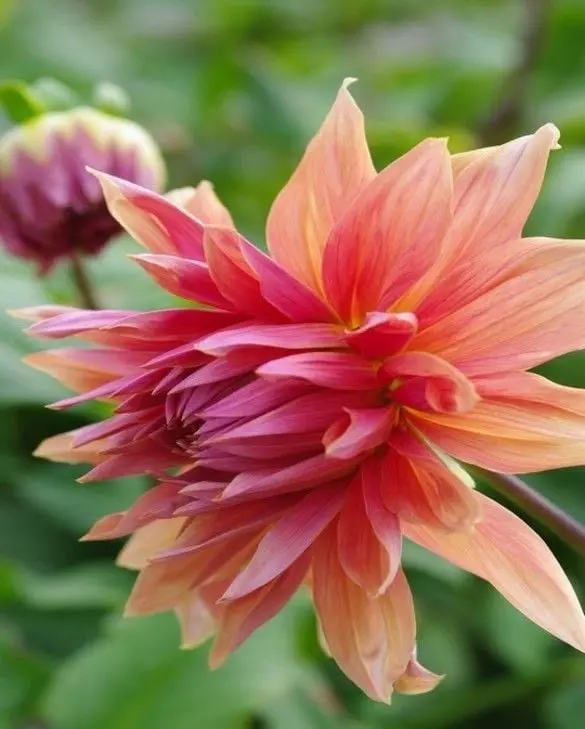 Dahlia Belle of Barmera Tubers