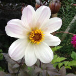 Dahlia Bishop of Dover