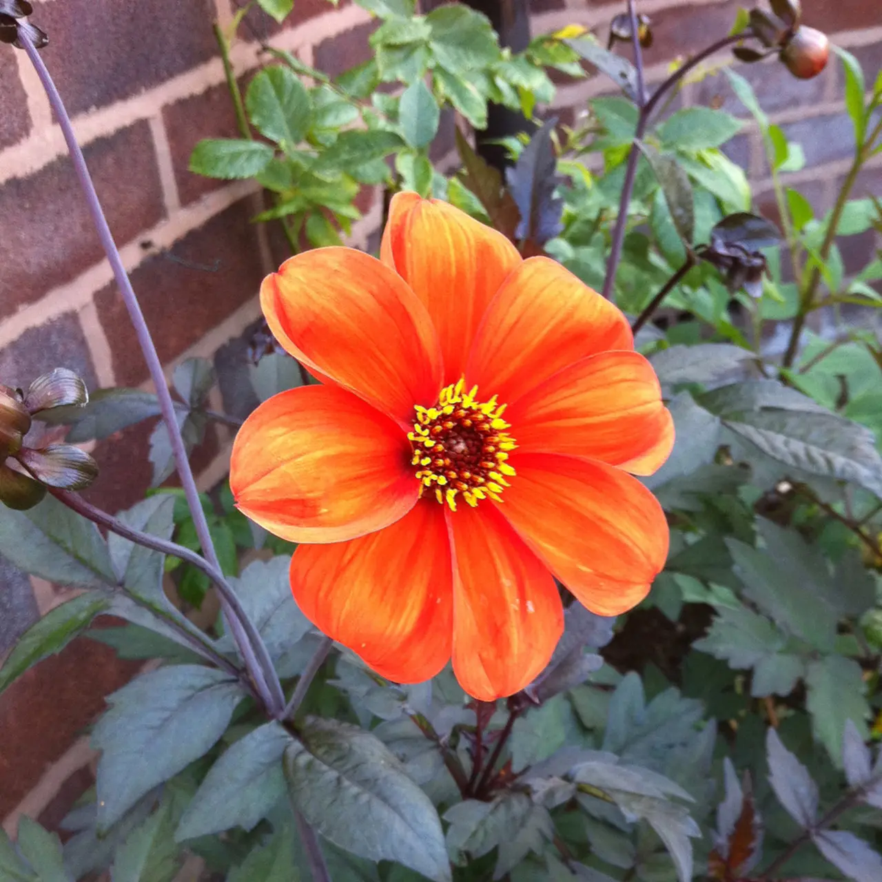 Dahlia Bishop of Oxford