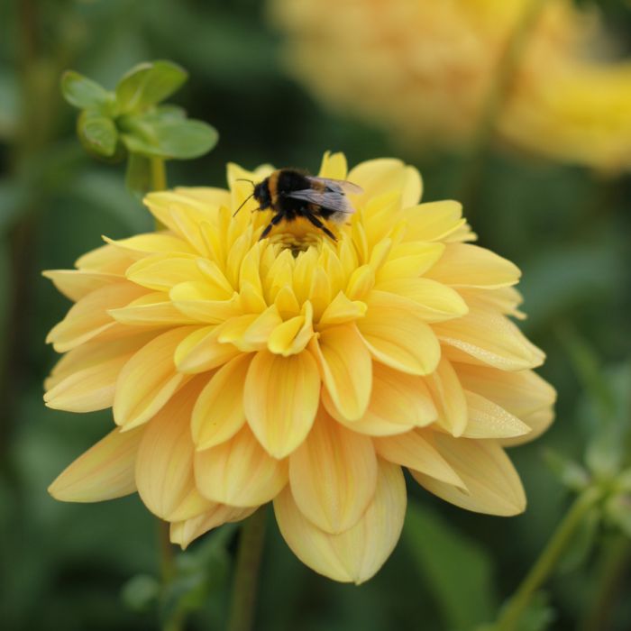 Dahlia Bocherell