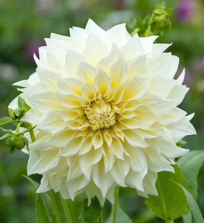 Dahlia Café au Lait Supreme Tubers