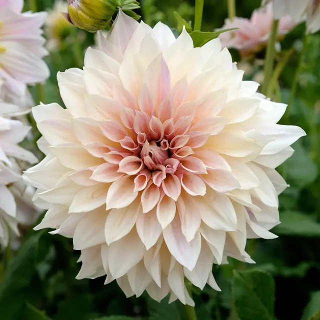 Dahlia Cafe Au Lait