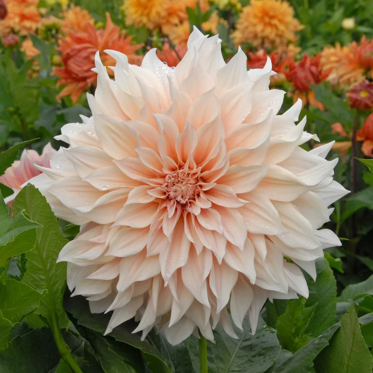 Dahlia Cafe Au Lait Tubers