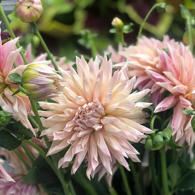 Dahlia Cafe de Paris Tubers