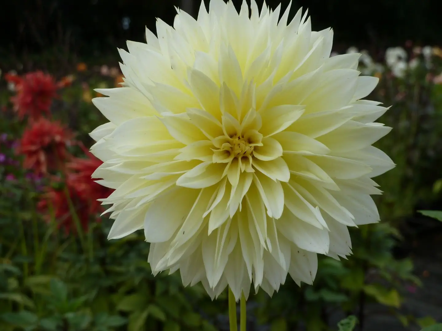 Dahlia Canary Fubuki Tubers