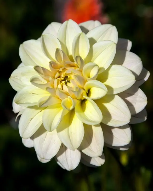 Dahlia Caramel Antique Tubers
