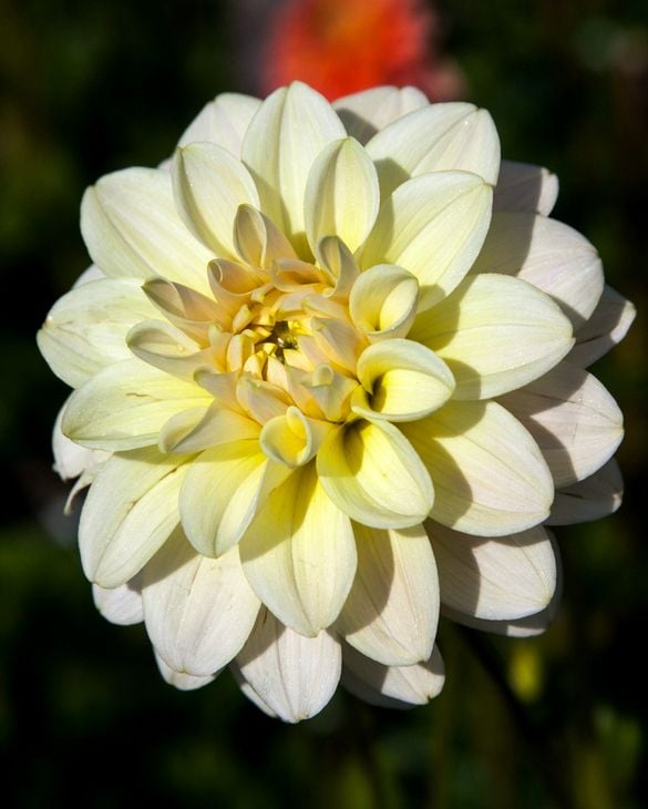 Dahlia Caramel Antique Tubers