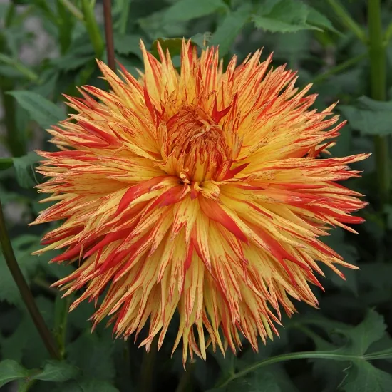 Dahlia Cheyenne Chieftain Tubers