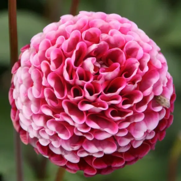 Dahlia Chick a dee US