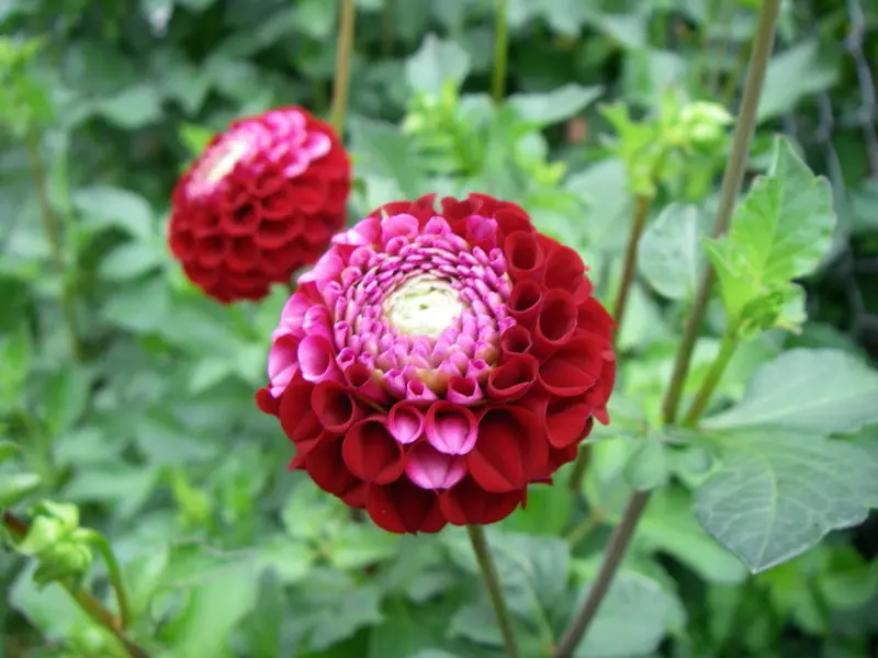 Dahlia Chick a dee US