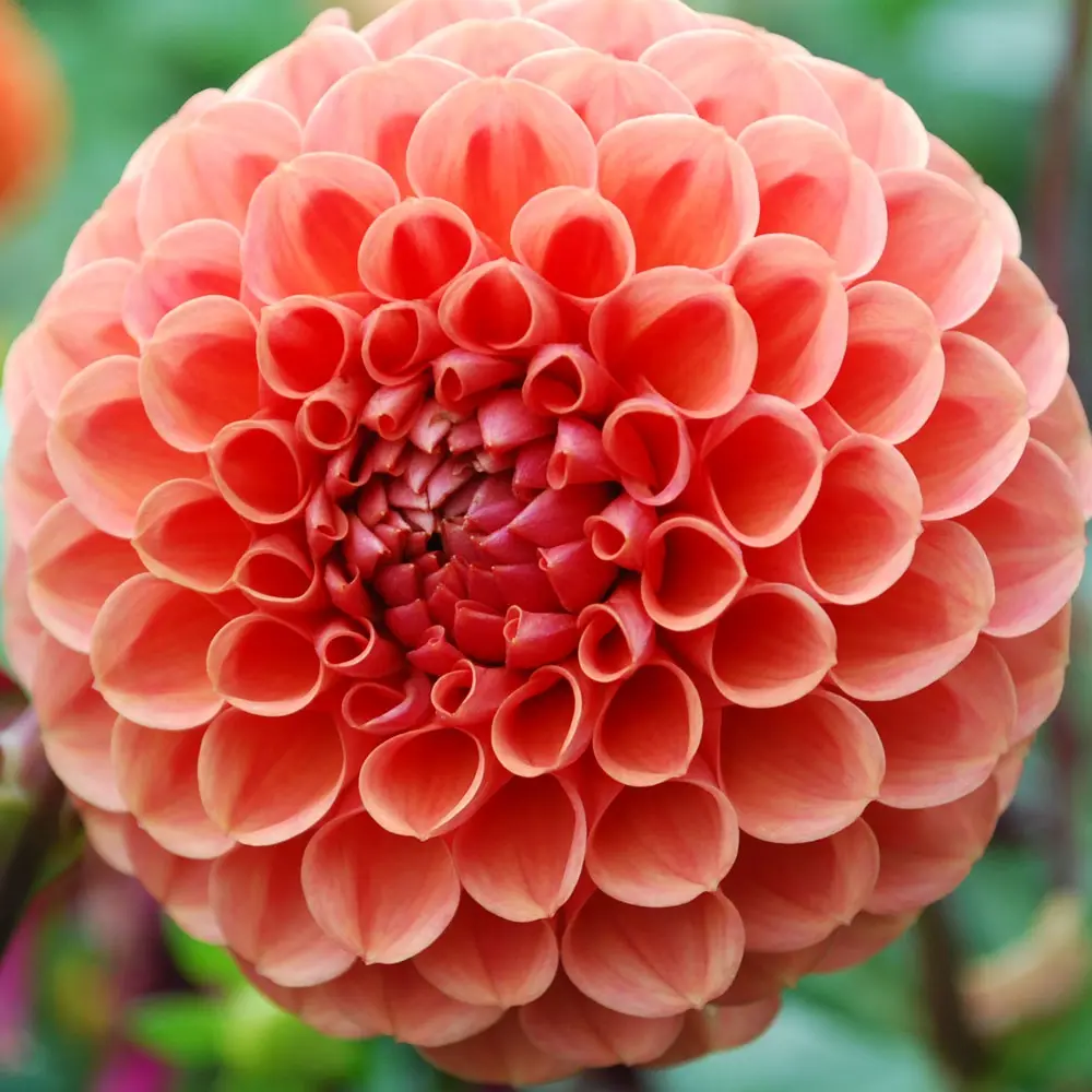 Dahlia Cornel Brons