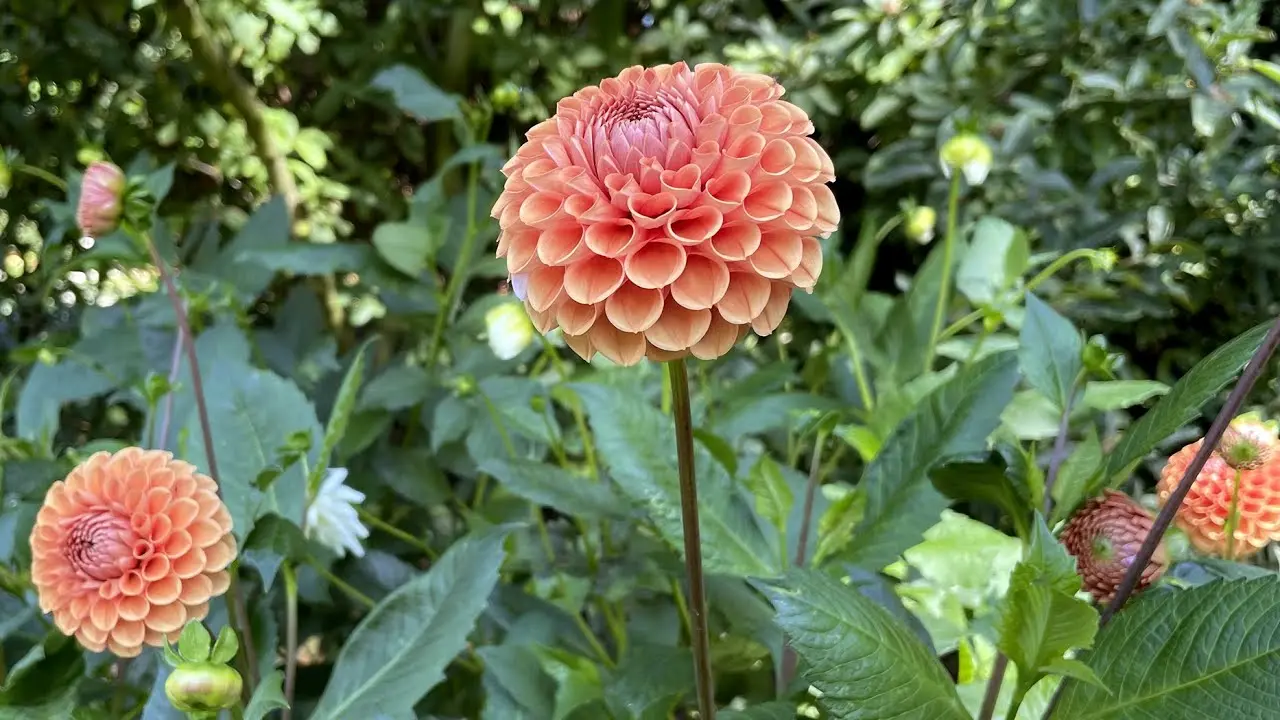 Dahlia Cornel Brons