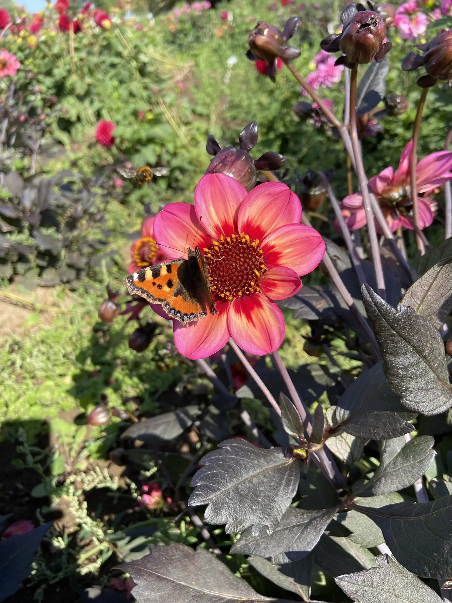 Dahlia Dahlegria Tri Colore