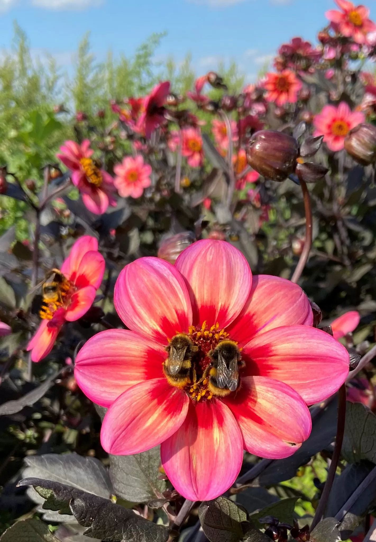 Dahlia Dahlegria Tri Colore
