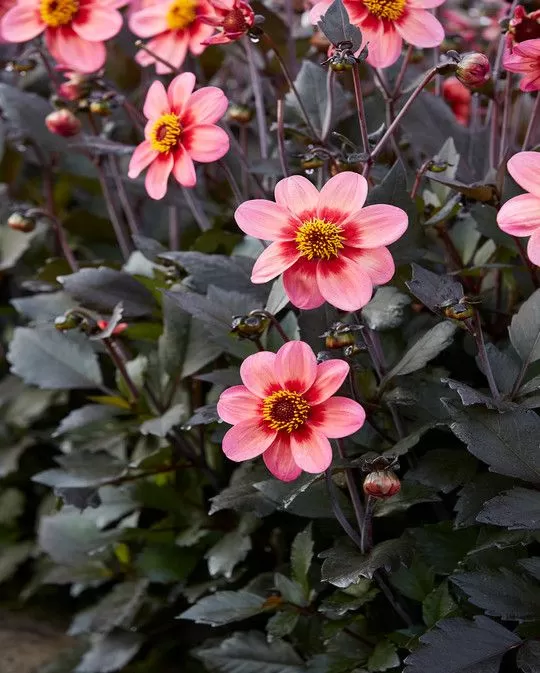 Dahlia Dahlegria Tri Colore