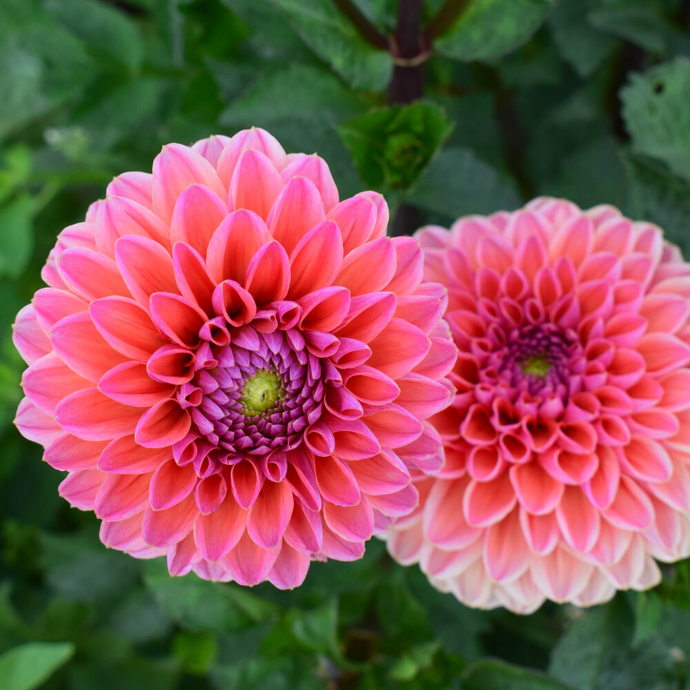 Dahlia Daisy Duke