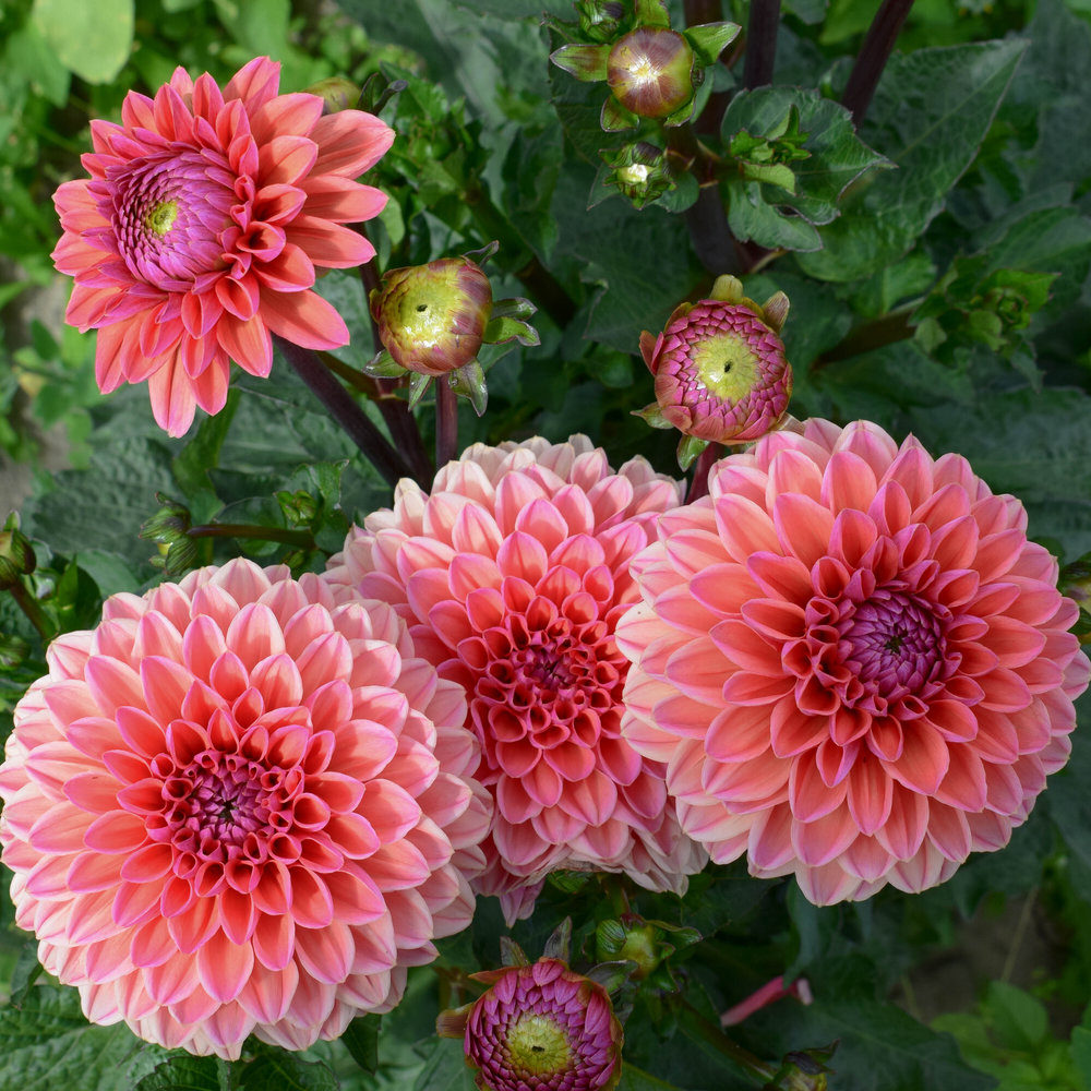 Dahlia Daisy Duke