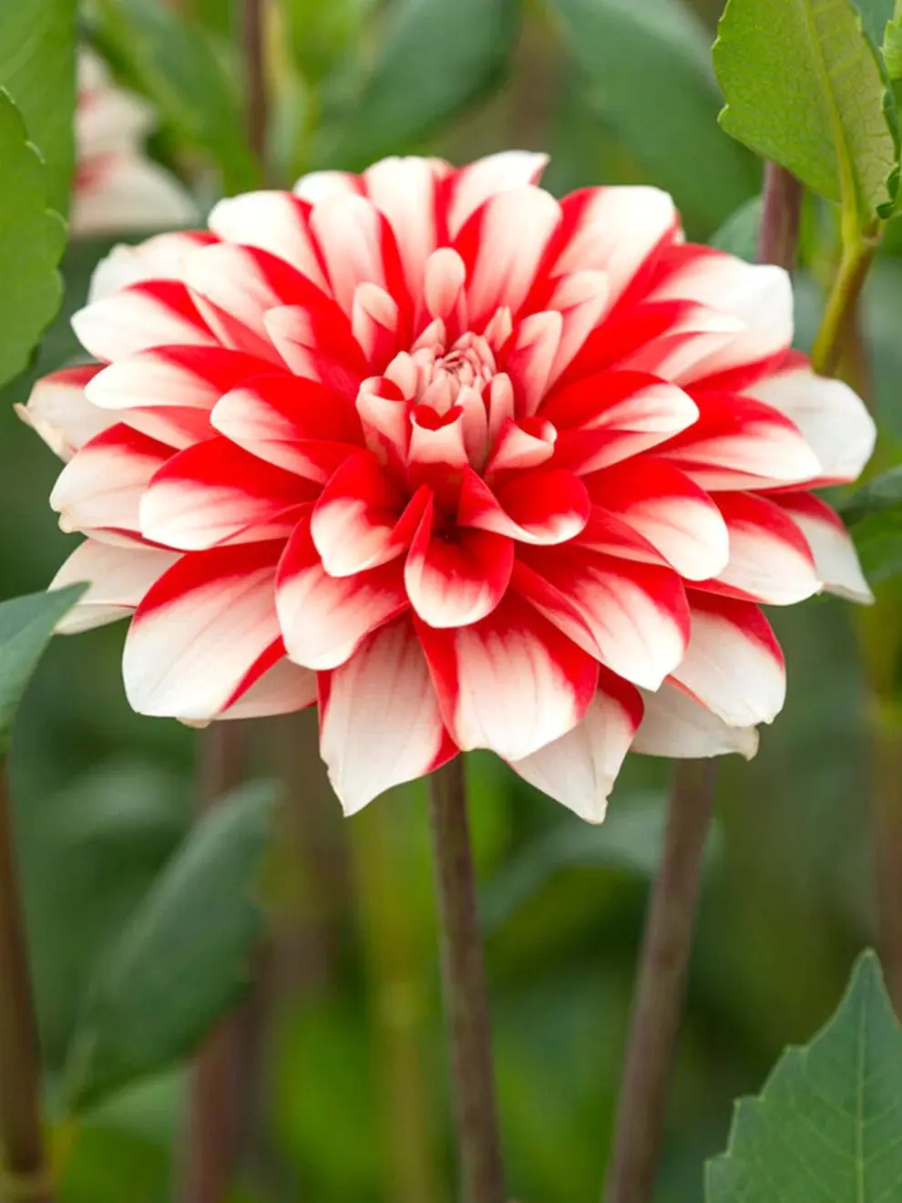 Dahlia Dynamite Tubers