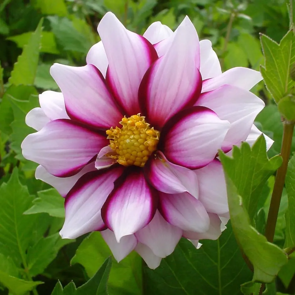 Dahlia Edge of Joy Tubers