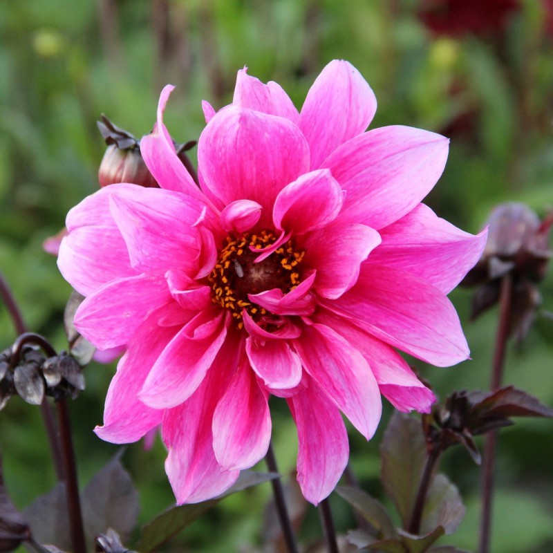 Dahlia Fascination