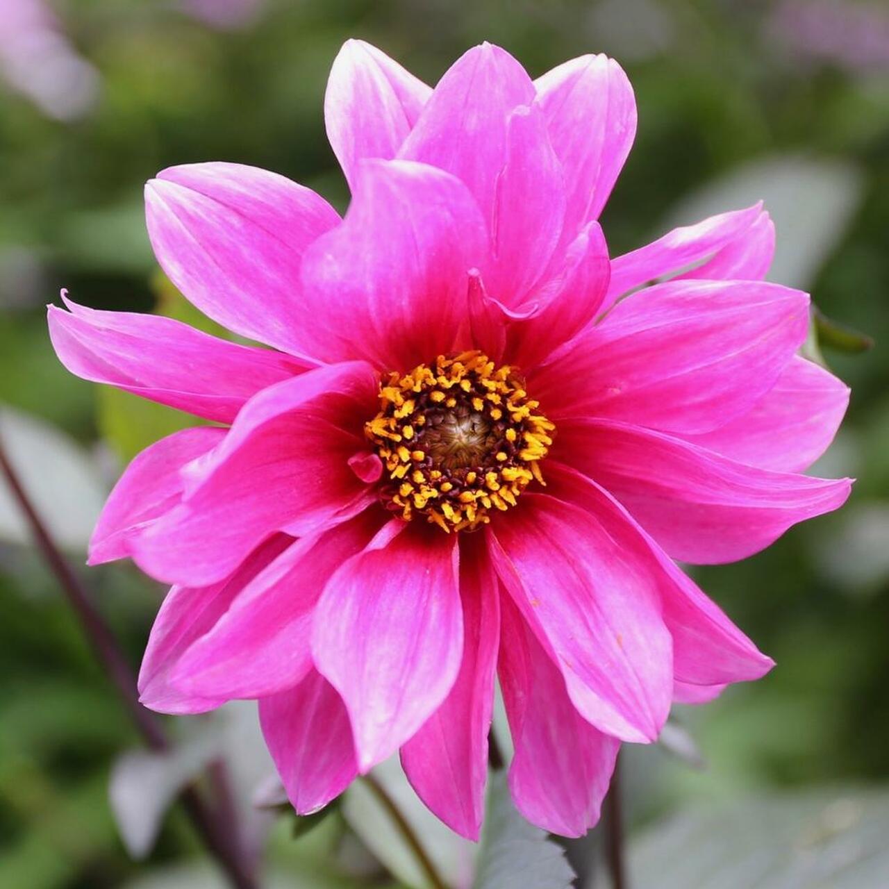 Dahlia Fascination