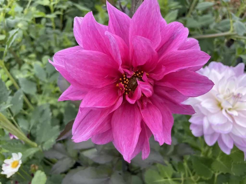Dahlia Fascination Tubers