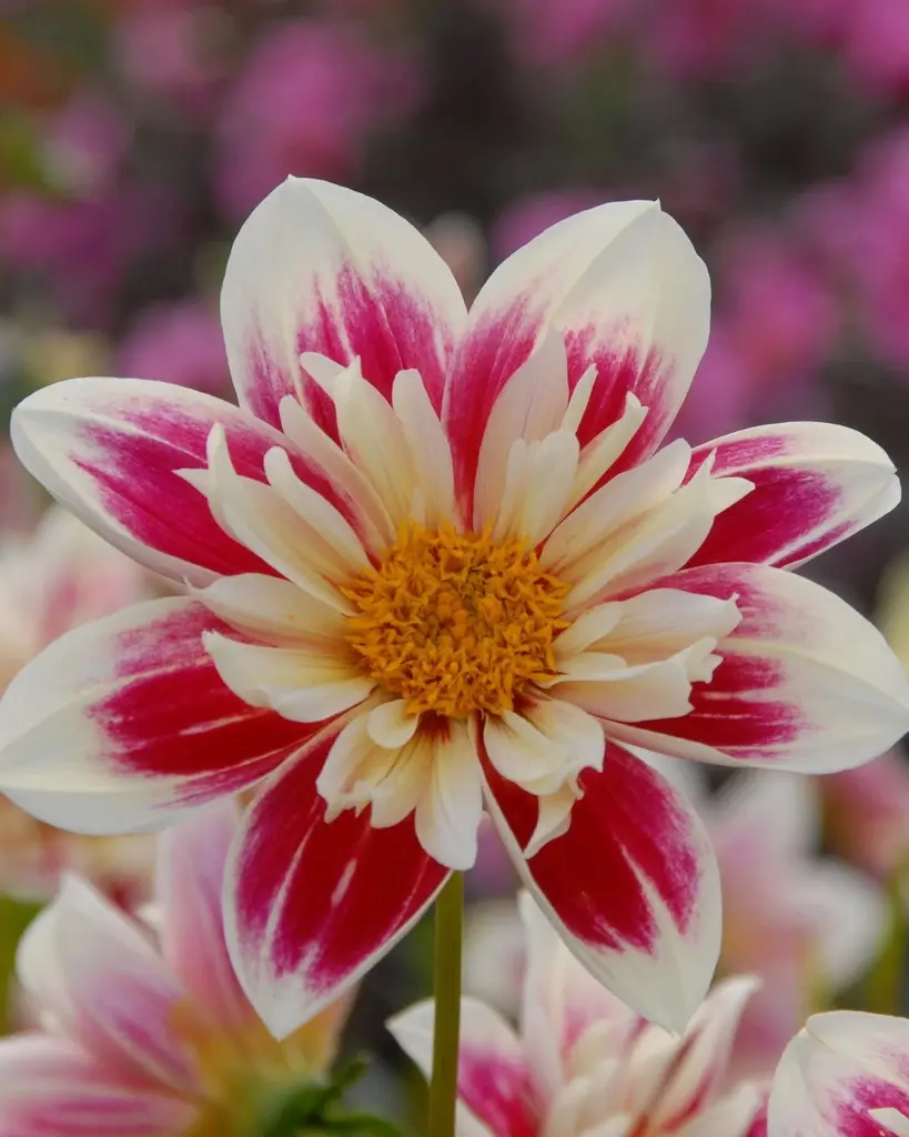 Dahlia Fashion Monger