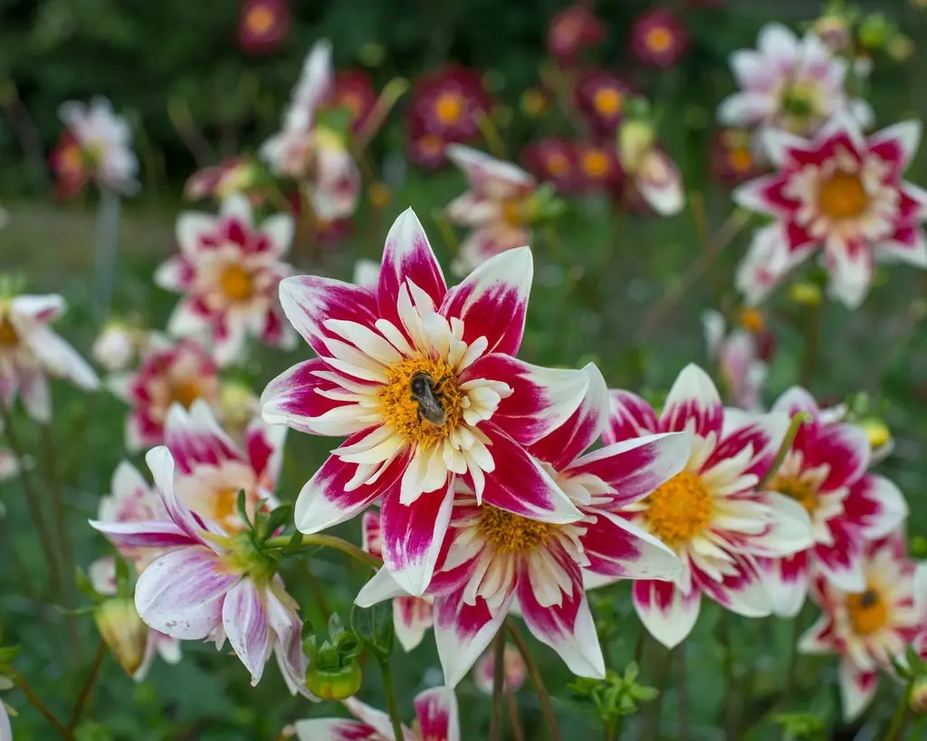 Dahlia Fashion Monger