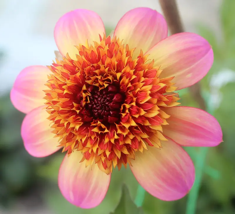 Dahlia Floorinoor Tubers