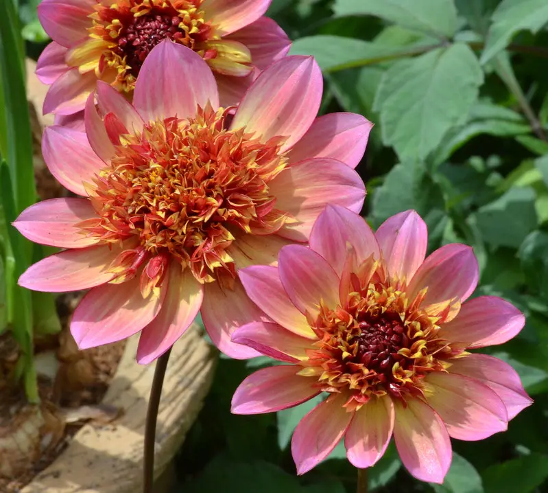 Dahlia Floorinoor Tubers