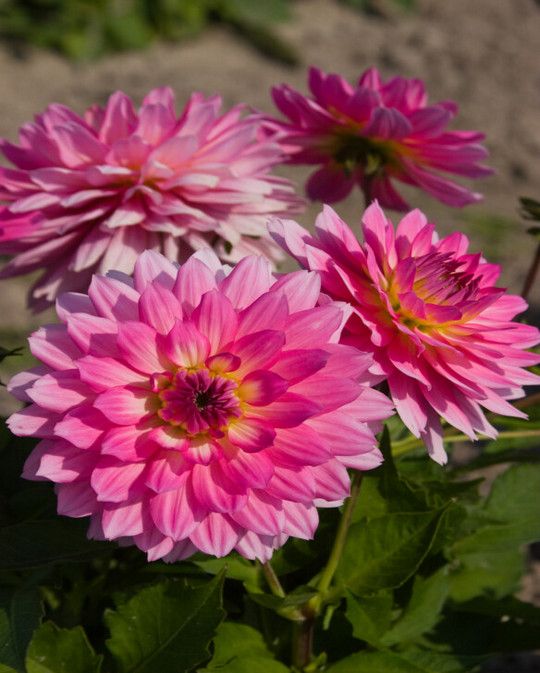 Dahlia Gallery Bellini Tubers