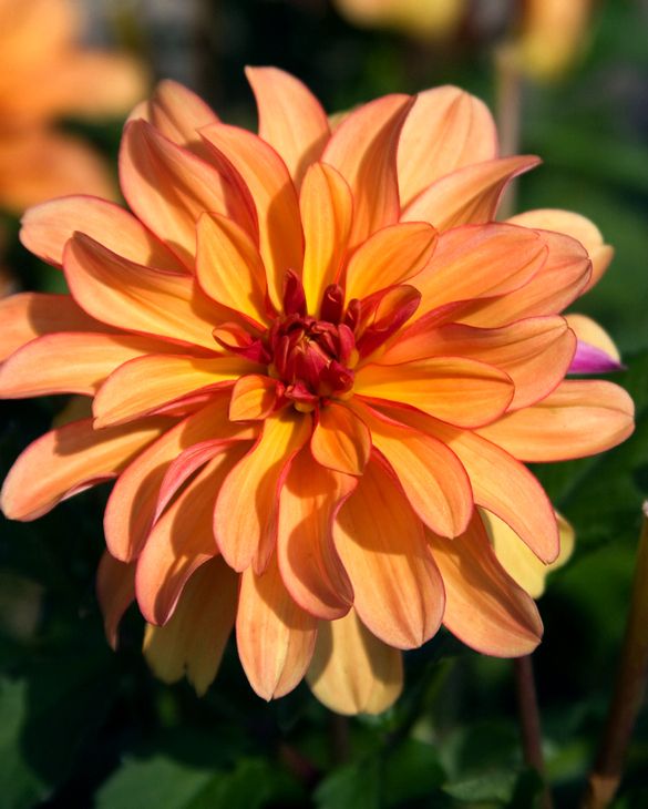 Dahlia Gallery Cobra Tubers