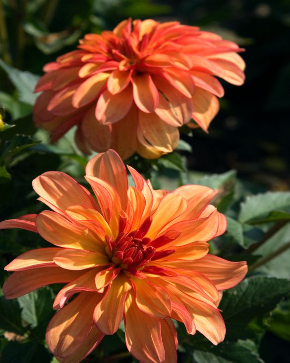 Dahlia Gallery Cobra Tubers