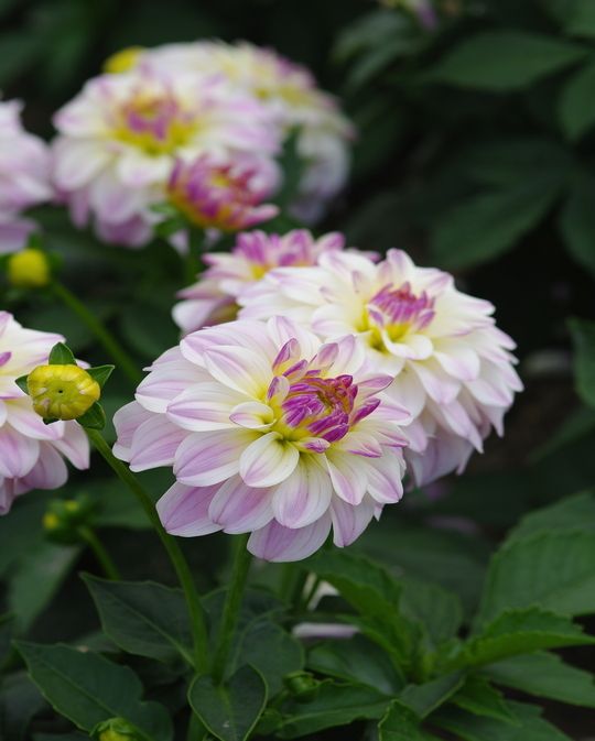 Dahlia Gallery Monet Tubers