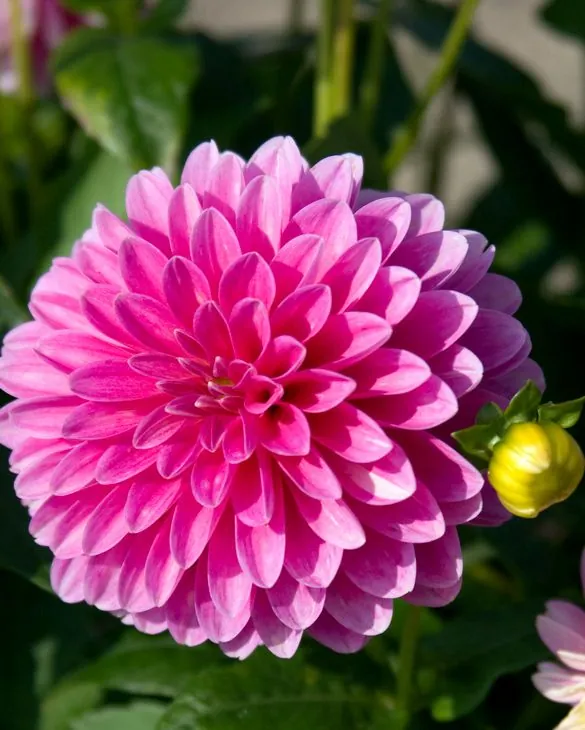 Dahlia Gallery Rembrandt Tubers