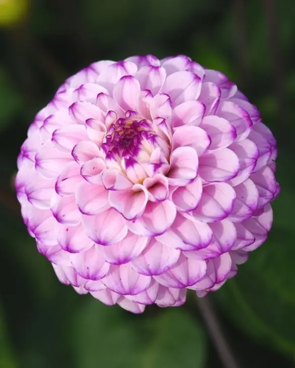 Dahlia Genova
