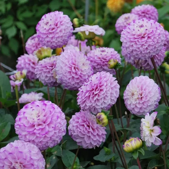 Dahlia Genova