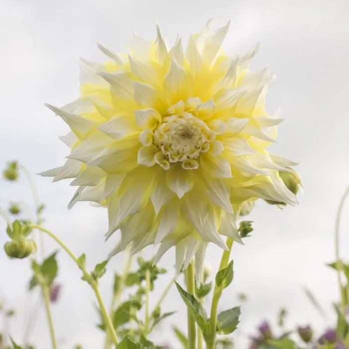 Dahlia Grand Prix Tubers