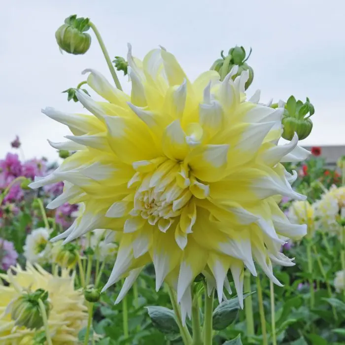 Dahlia Grand Prix Tubers