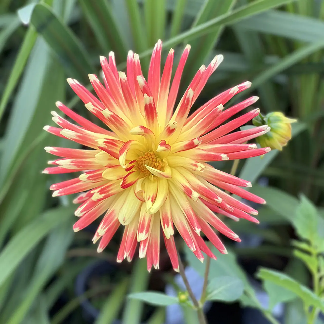 Dahlia Gudoshnik Tubers